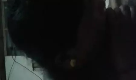 गोरा चिकन हस्तमैथुन हिंदी फिल्म सेक्सी सेक्सी और मुट्ठी छेद बनाने में मदद करता है