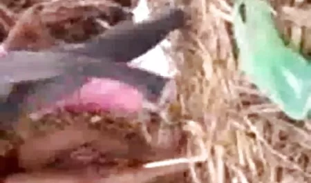 मालकिन गुदा में उसके गुलाम ले लिया सेक्स फिल्म सेक्स फिल्म सेक्स फिल्म