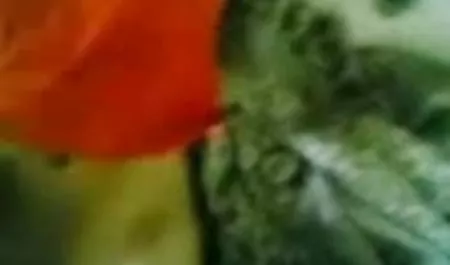 वह कुर्सी के सेक्सी हिंदी मूवी में लिए अपने भाई बंधे, उसे उठा लिया और उसे शाप को मजबूर
